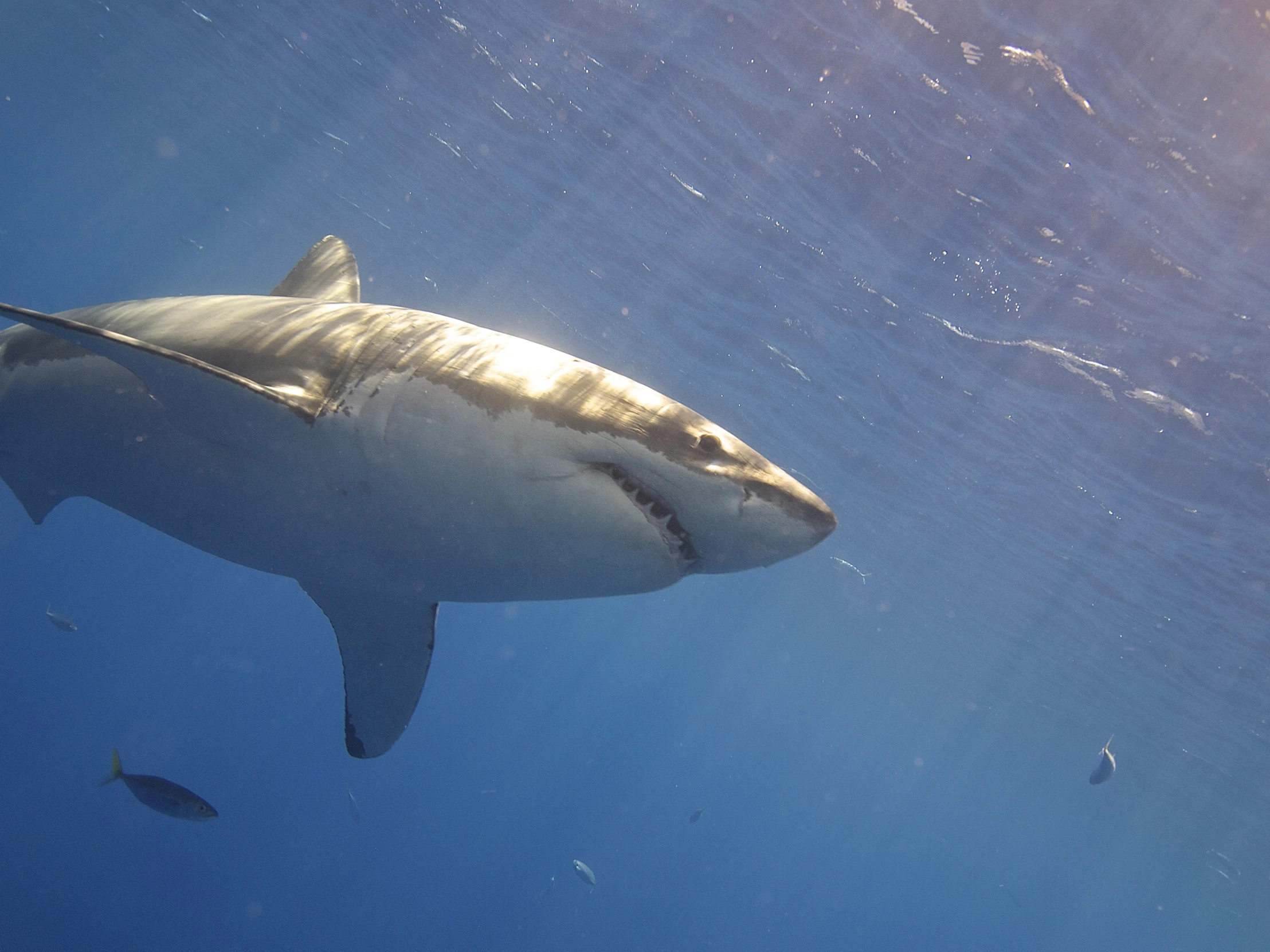 a large shark swimming above the ocean floor