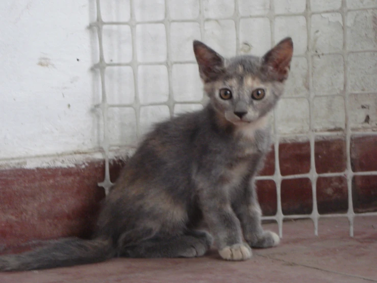 a small cat is sitting by the wall