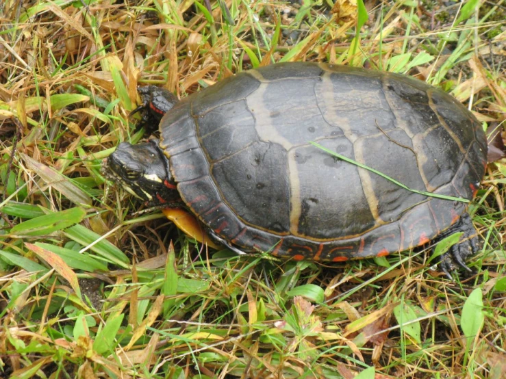 a turtle sitting in the grass with it's head above the body