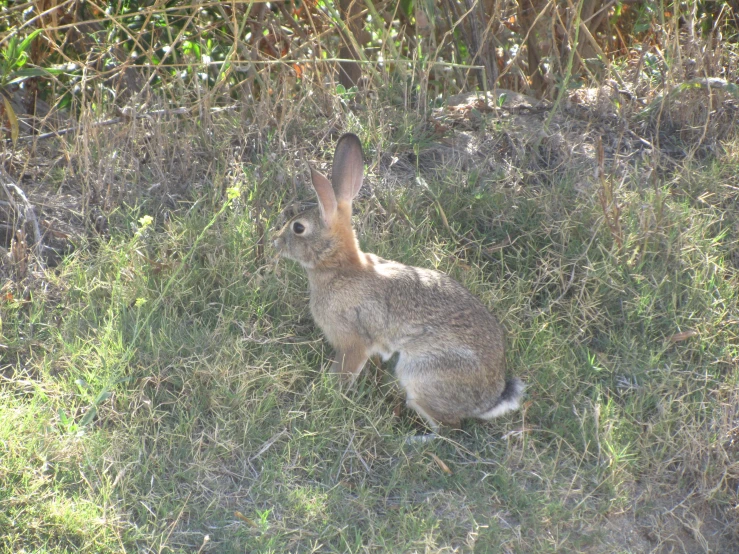 a brown and white rabbit on its hind legs and legs in a field