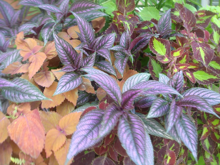 purple and red plant leaves are all over the garden