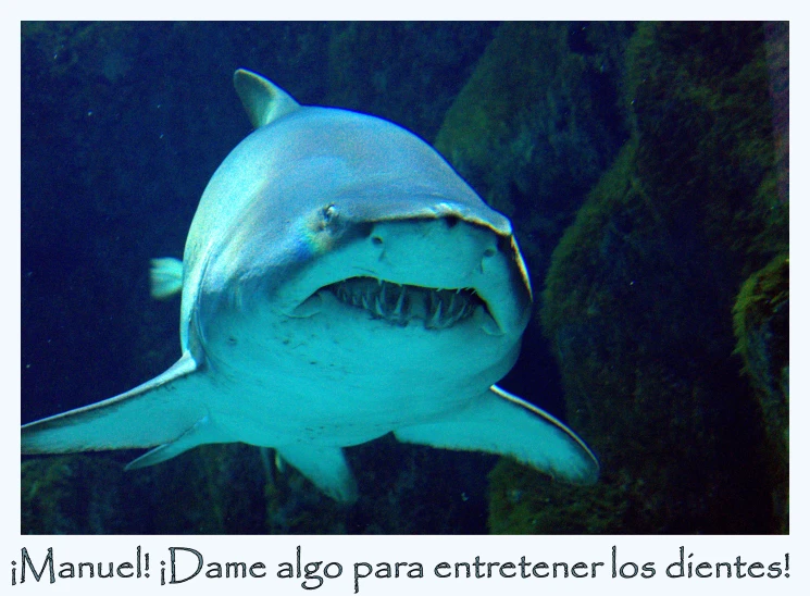 there is a blue shark with a caption written below