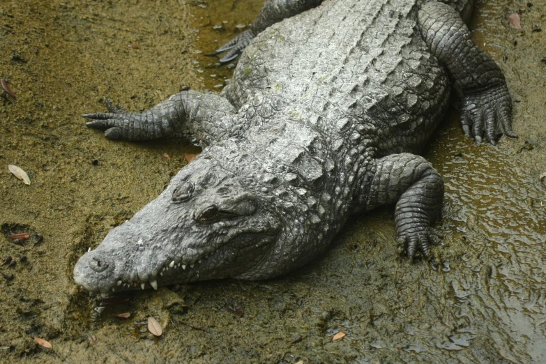 a big crocodile laying in the mud near its water