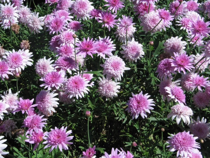 purple and white flowers bloom in a garden