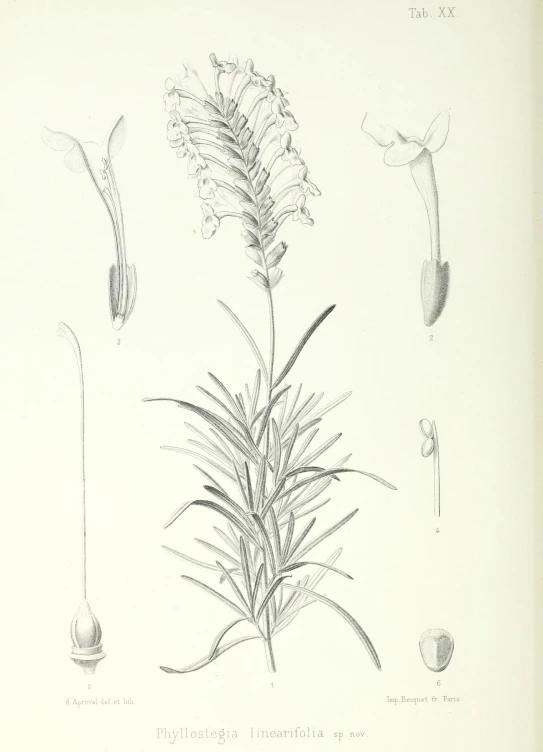 an illustration of different kinds of plants