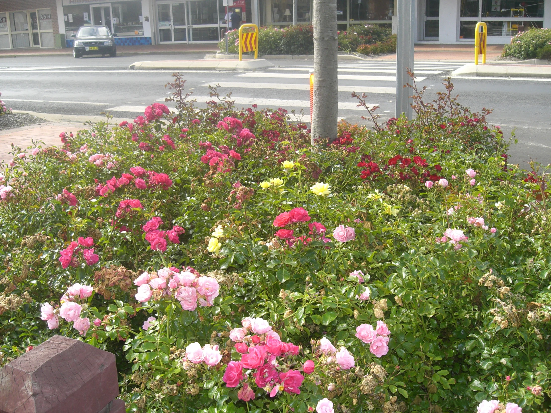 flowers bloom on the top of a tree in a city