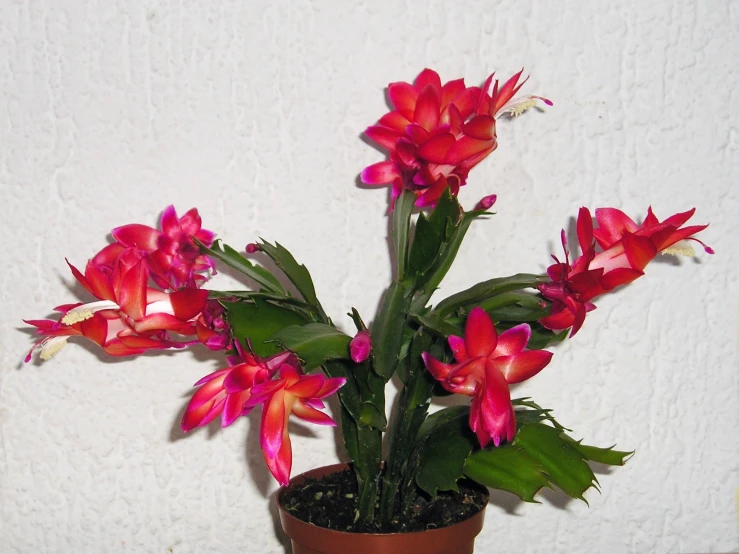 a flower pot with red flowers in it