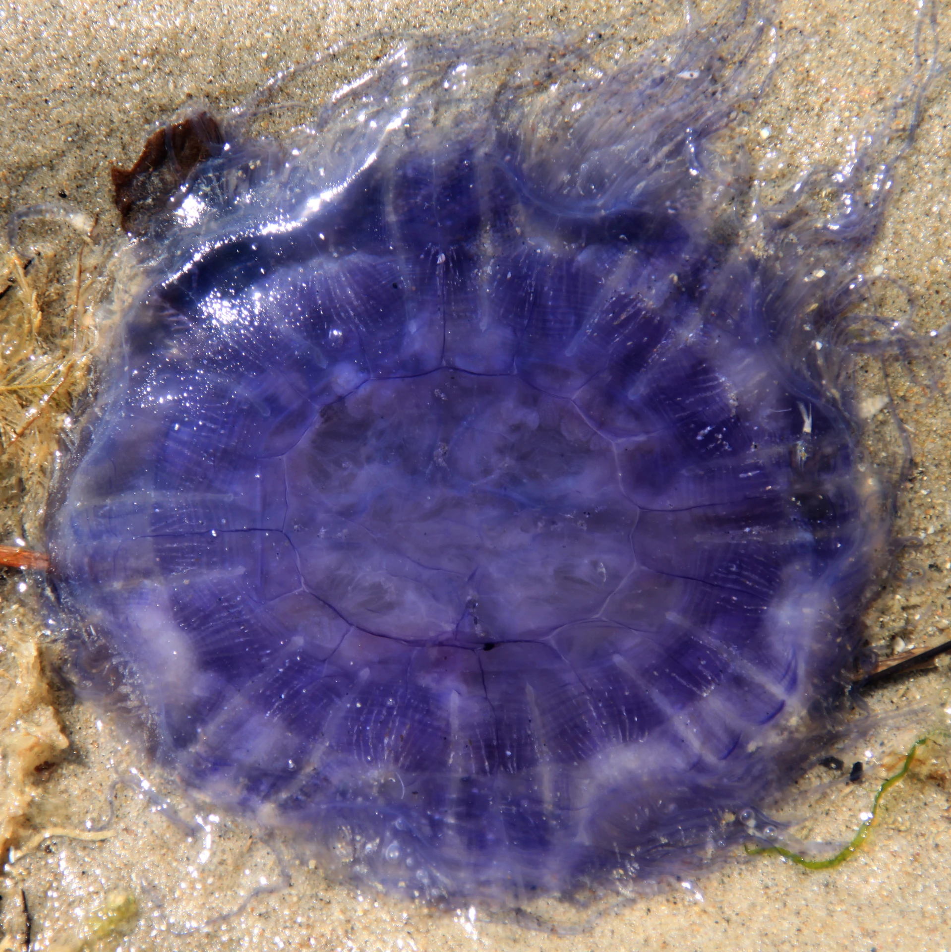 an ocean animal that is sitting in the sand