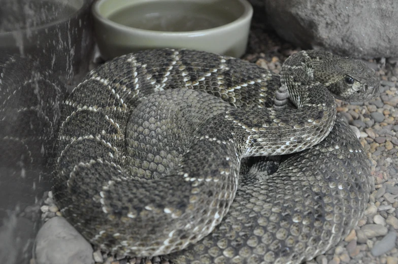 two large snakes sitting next to a white and black vase