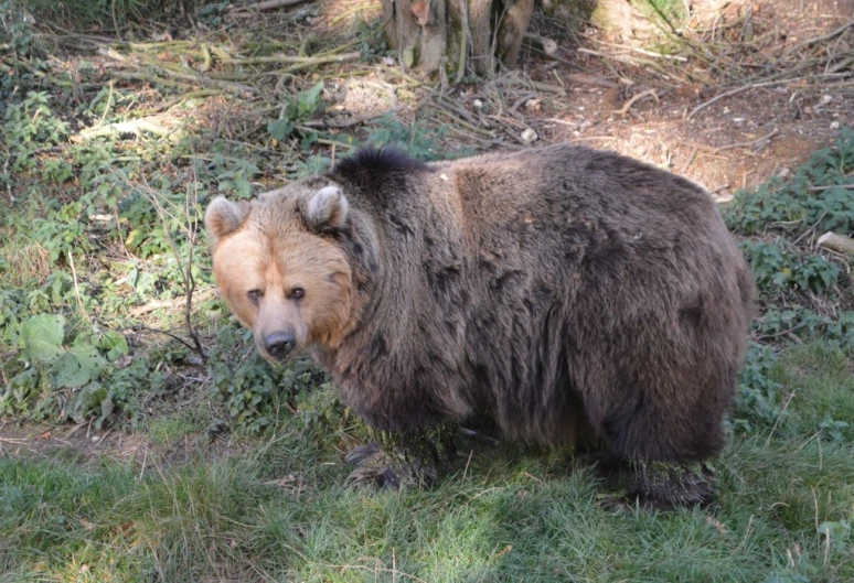 brown bear walking around in a wooded area