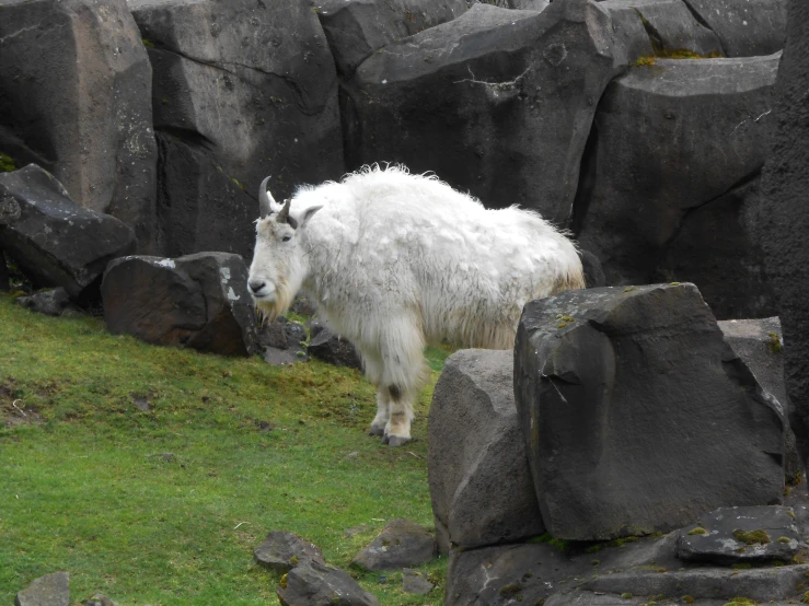 a goat walking through the grass next to some rocks