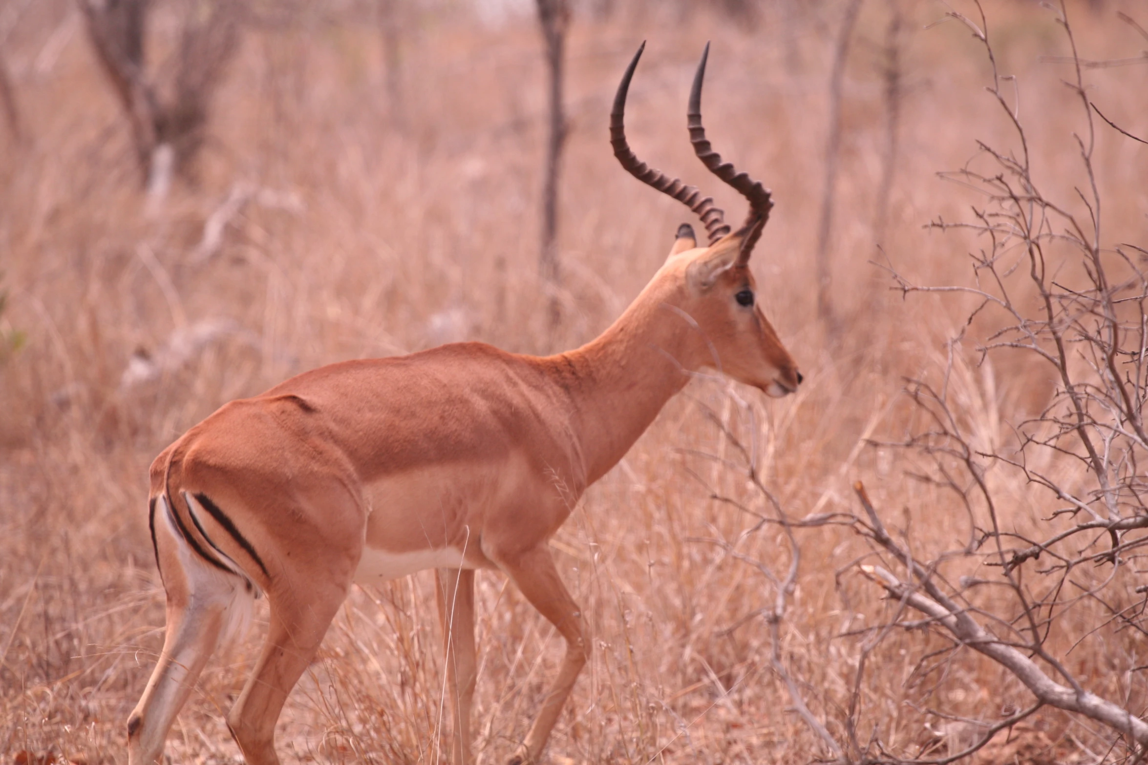 an antelope standing in a brown field next to trees