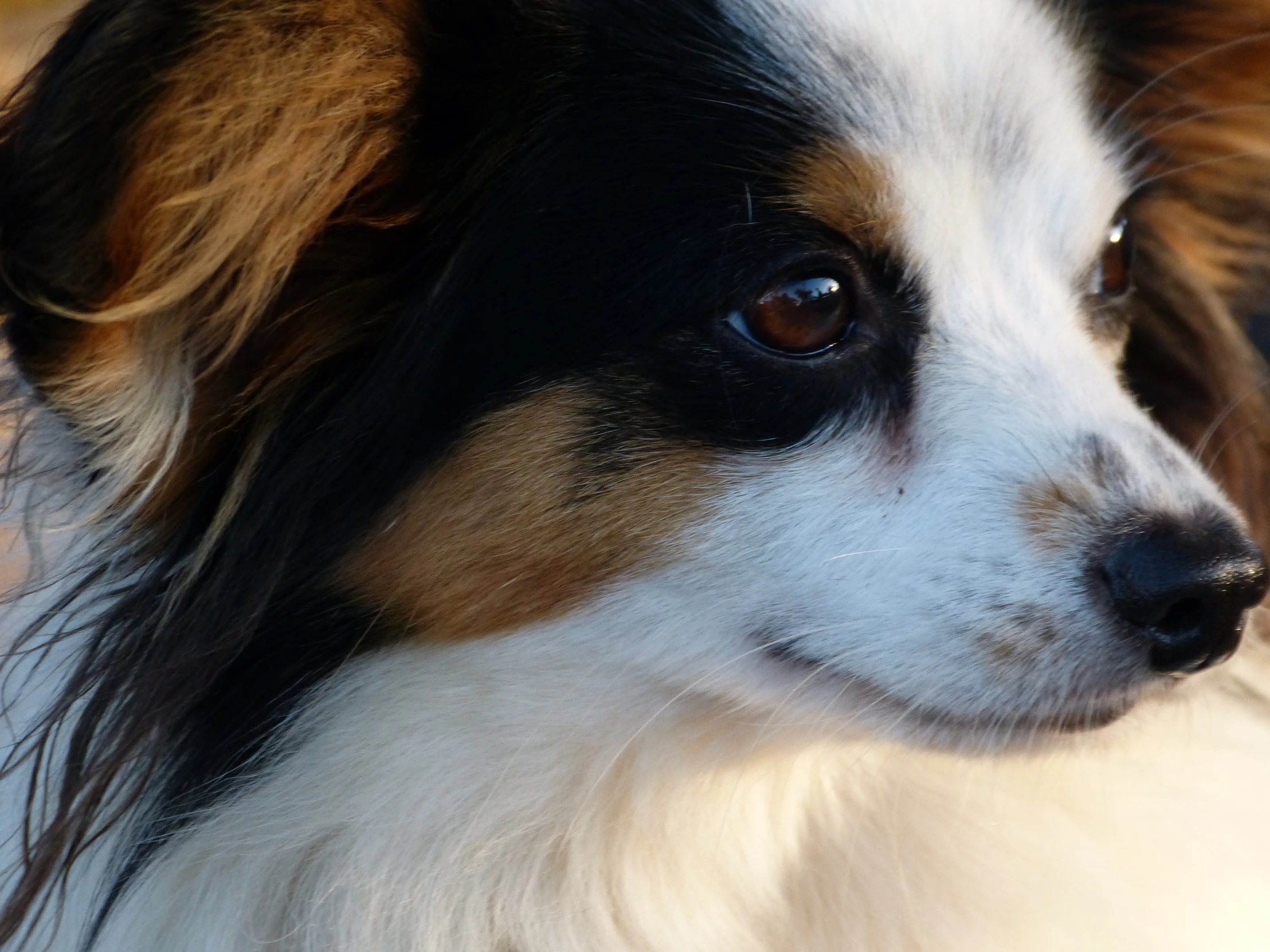 a close up of a dog on a sunny day