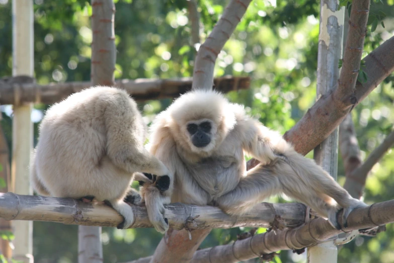 two small white monkeys sitting on top of nches