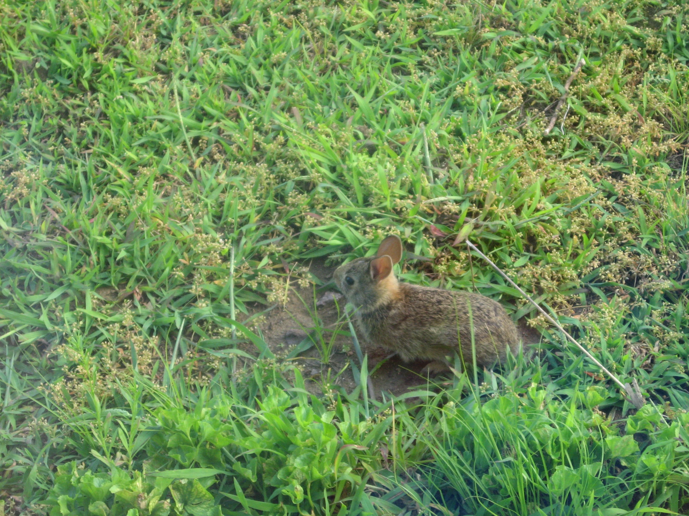a rabbit sitting in a field eating grass