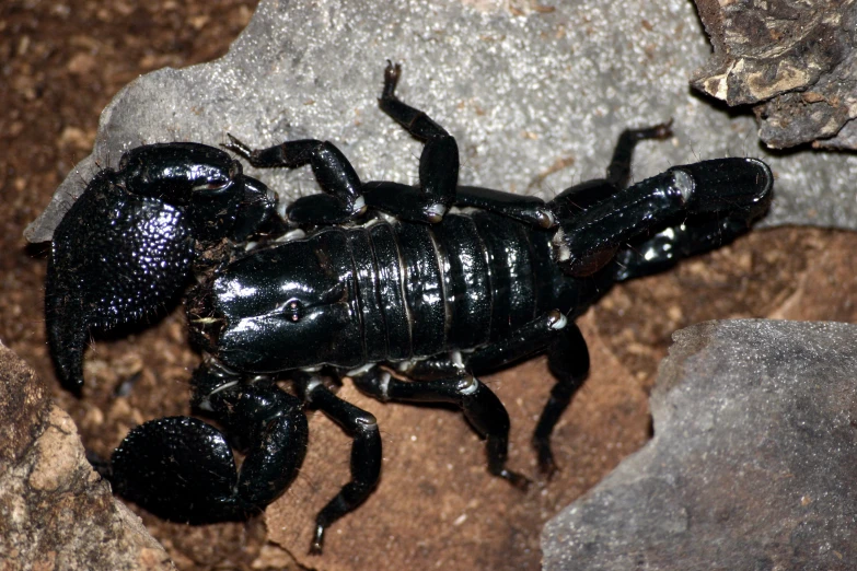 an anthorn scorpion with an egg in its mouth