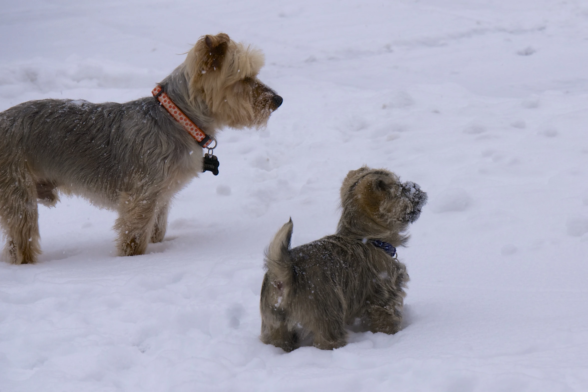 two small dogs in the snow