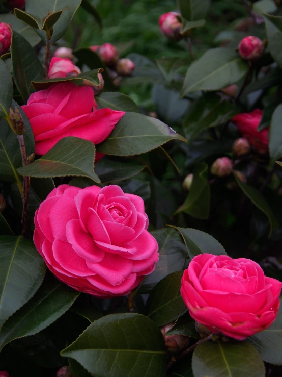 several pink flowers with leaves surrounding them