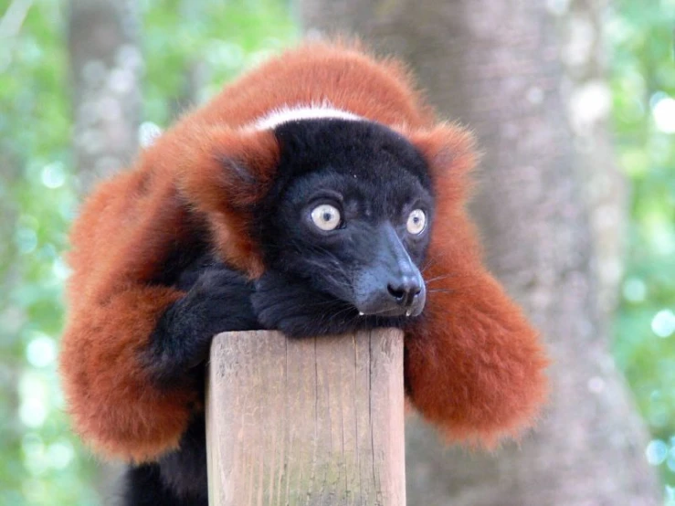 a close up of a brown and black animal on a wooden pole