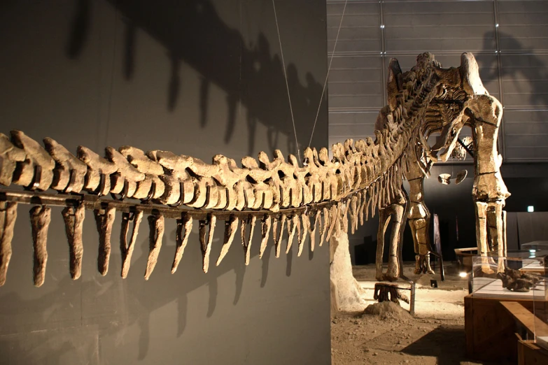 a museum exhibit showing different skeletons in the background