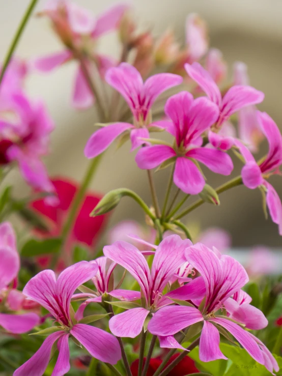 a close up of pink flowers growing on a bush