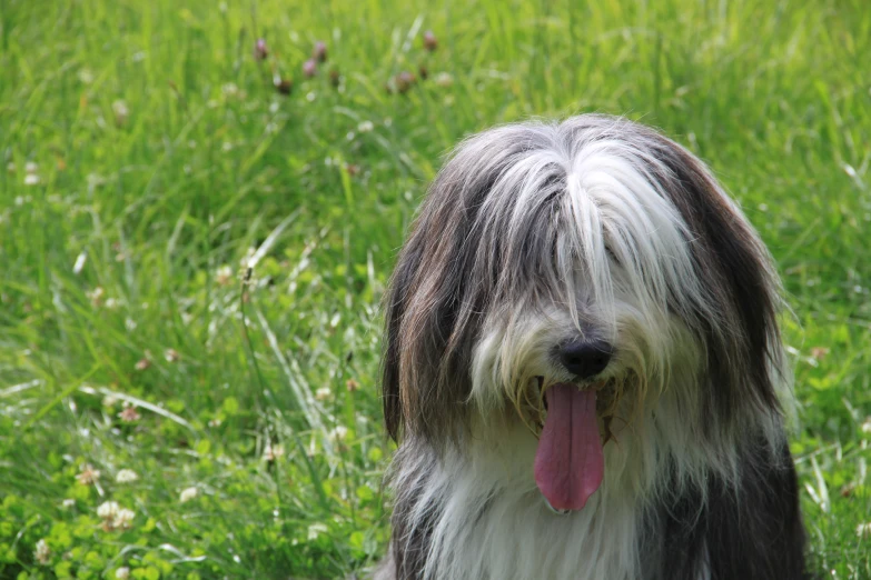 a long haired dog standing in the grass with its tongue hanging out