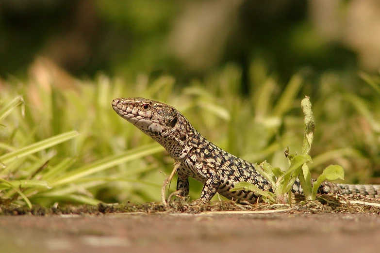 an animal with black spots and brown patches on its body