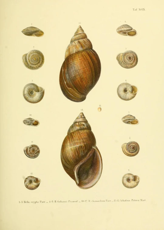 an illustration of shells of different sizes and shapes