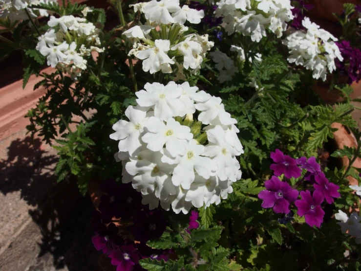 several flowers are arranged in a pot