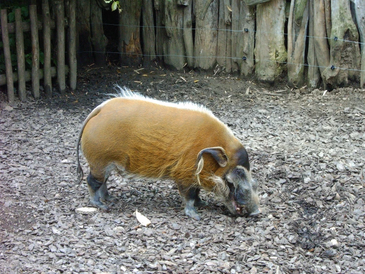 large, fat, black and tan pig walking in a yard