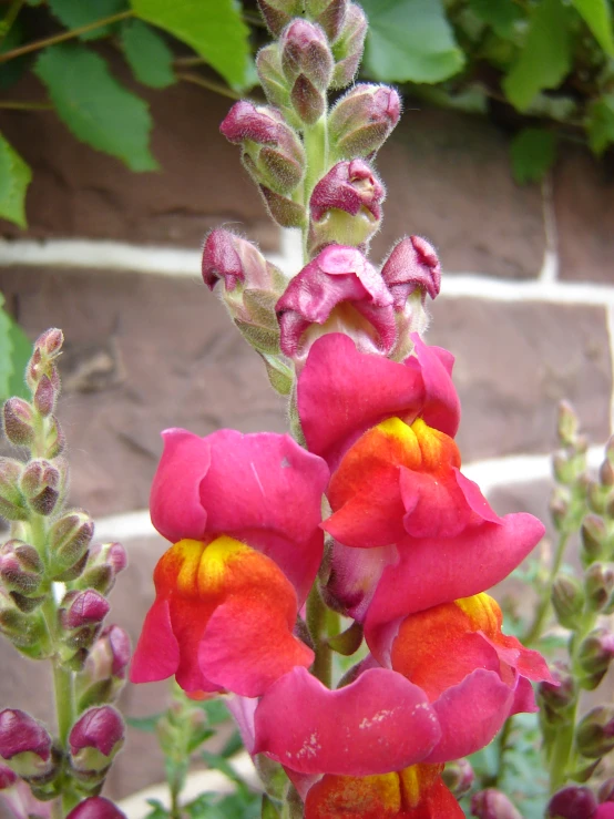 bright pink and yellow flowers grow close together