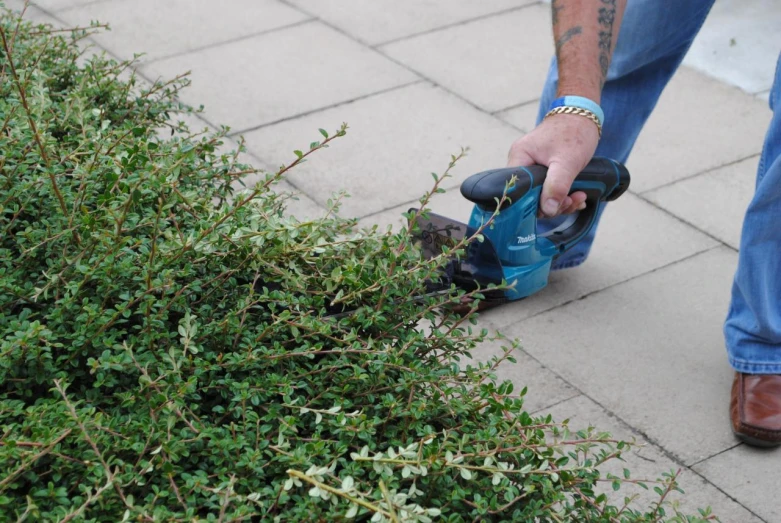 a person is  bushes with a blue hedge shear