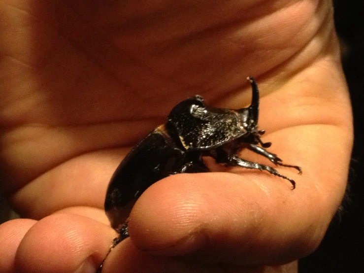 an adult beetle is held in the palm