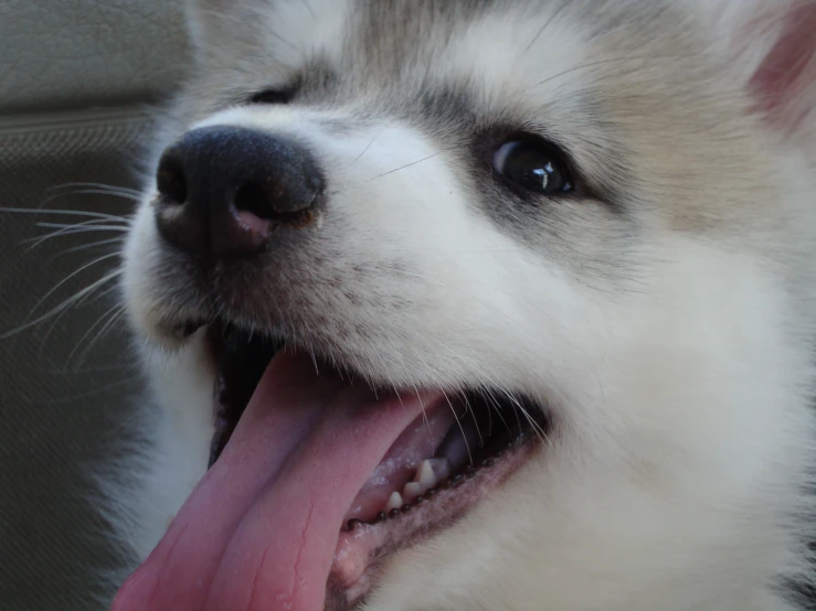 a little dog has its tongue hanging out of the car door