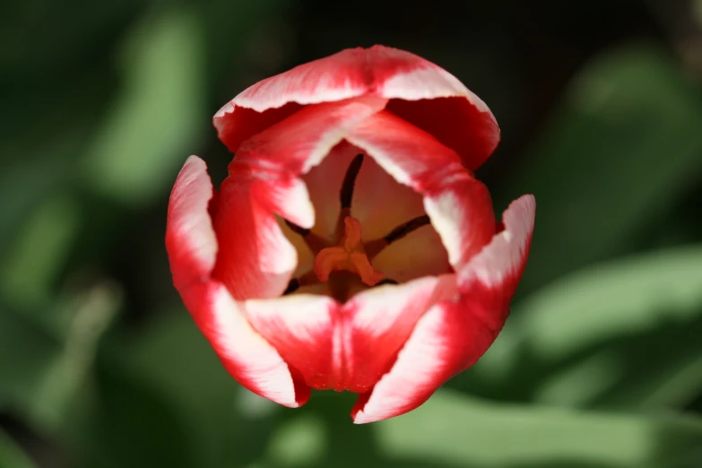 a small red and white flower in a field