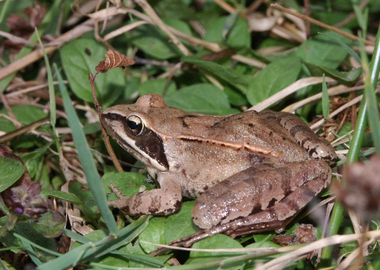 a small brown frog is sitting in the grass