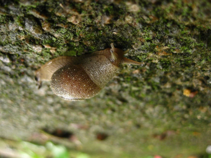 a close up view of a slug crawling on the tree