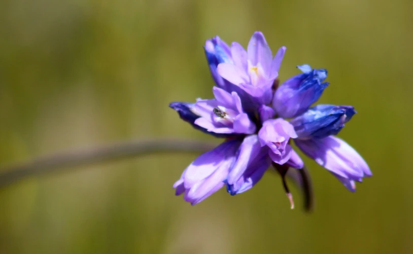 there is a small purple flower with blue centers