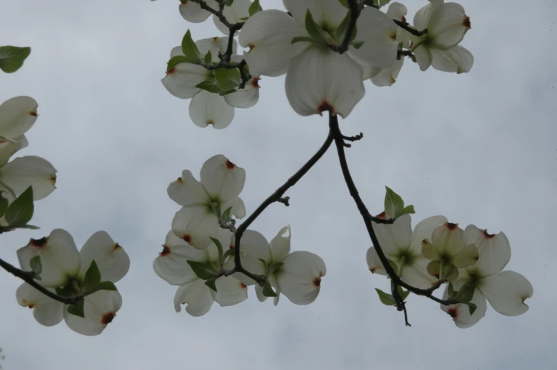 flowers blooming on tree nches with cloudy sky