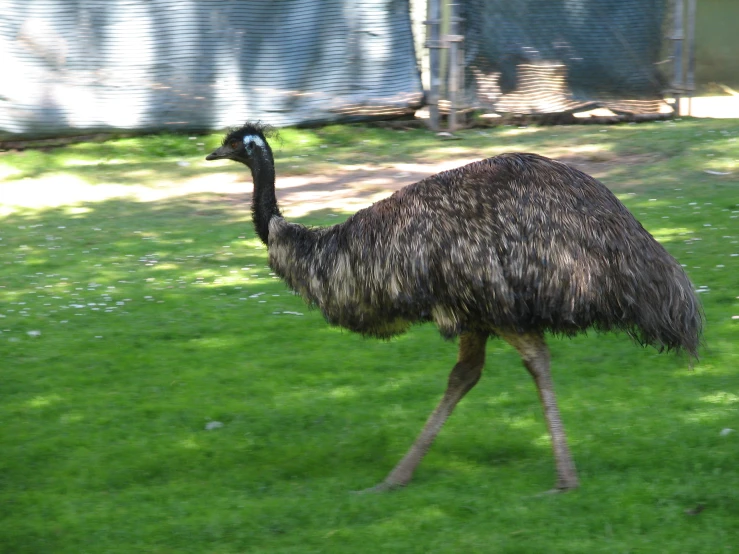 an ostrich walks through the grass on its hind legs