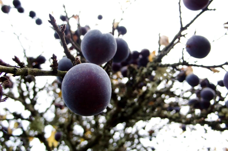 a group of plums hang on the tree's nches