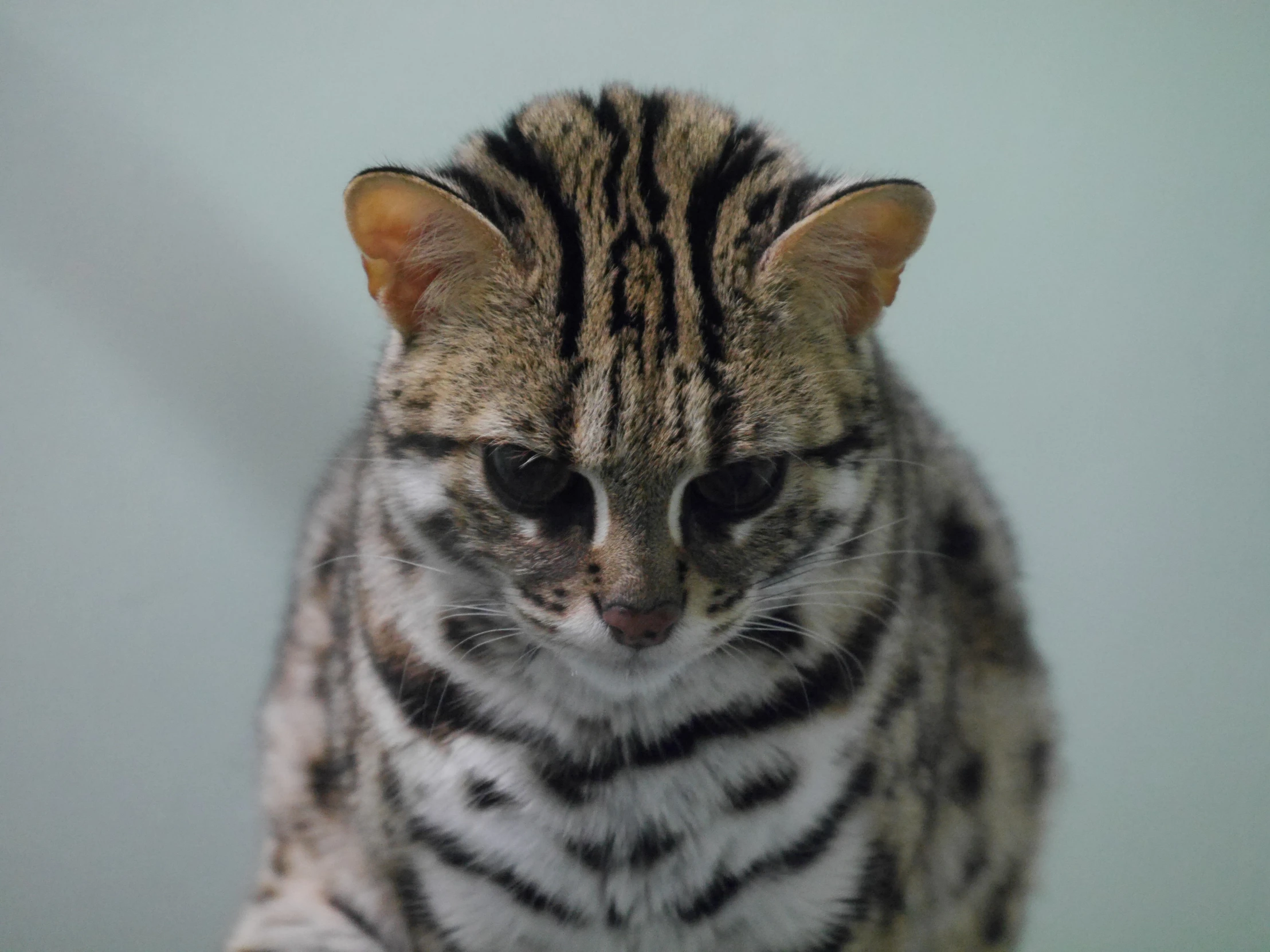 a large cat with  fur sits near a wall