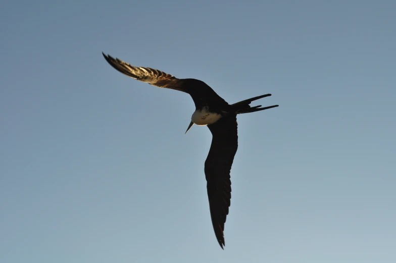 a large bird flying against a clear blue sky