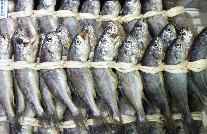 some sardines tied to a rope are sitting on display