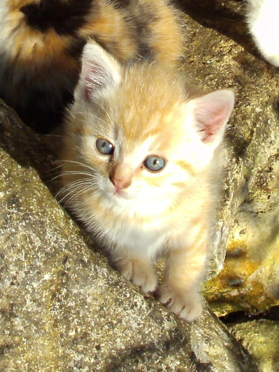 a small kitten standing in between a boulder wall