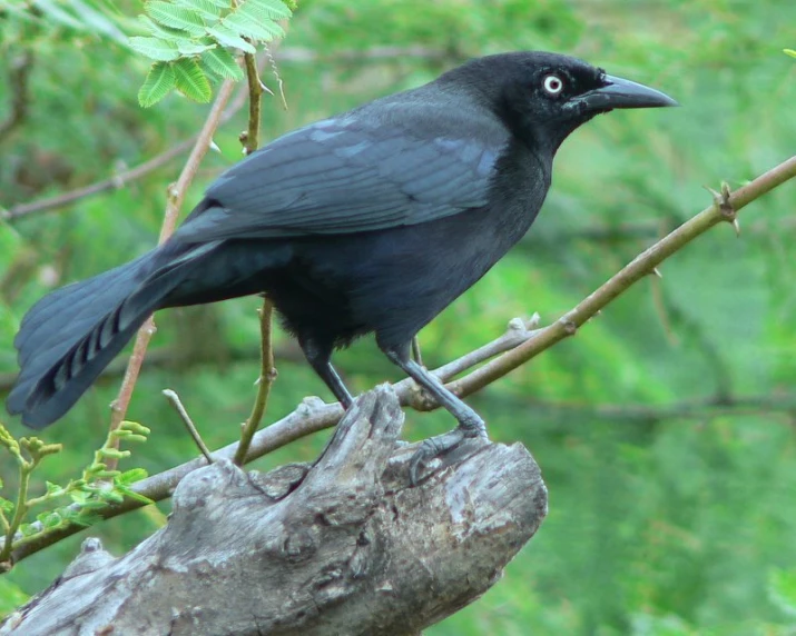 a crow sits on top of a dead tree nch