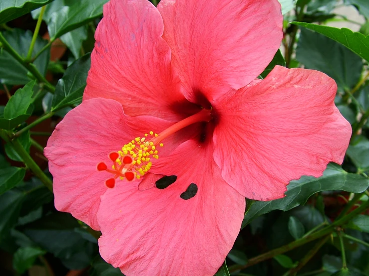 a pink flower with yellow stamens surrounded by leaves