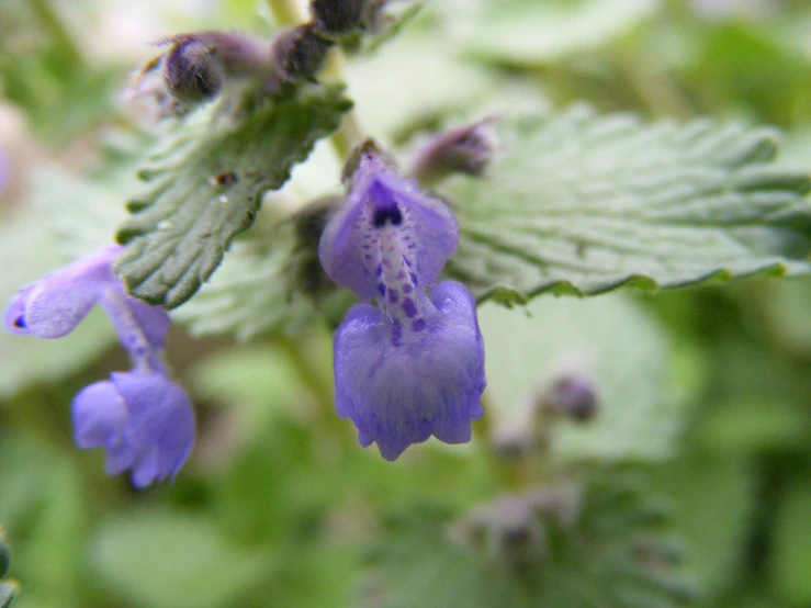 small purple flowers with green leaves surrounding them