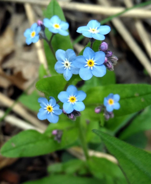 small blue flowers on green leaves in a forest