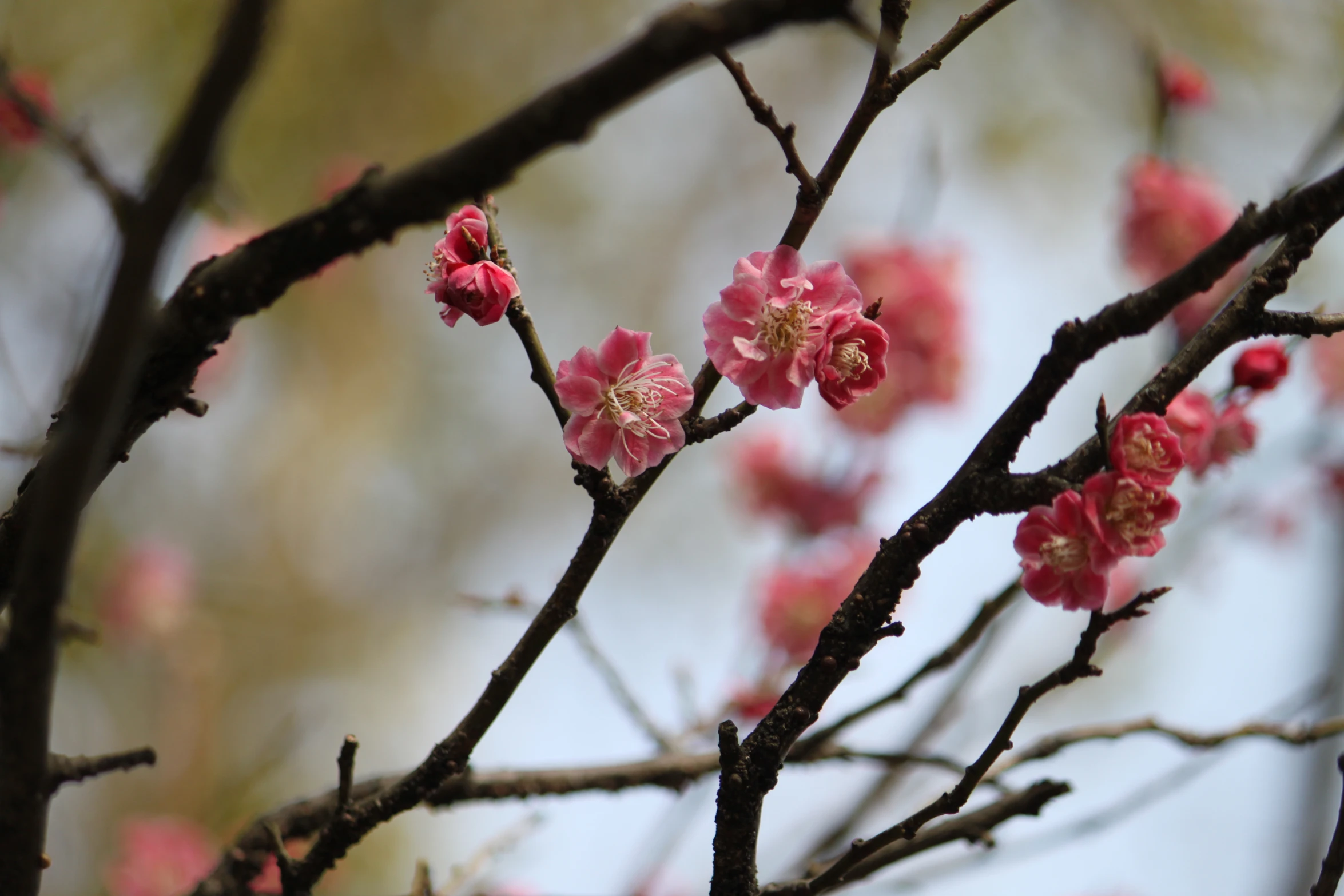 a small nch of pink flowers is growing from a tree